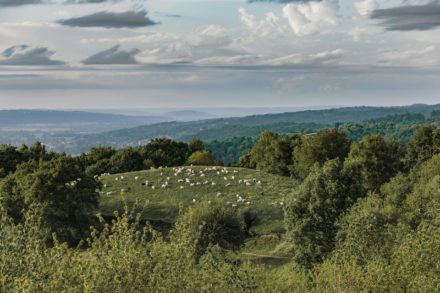 La région du Béarn.