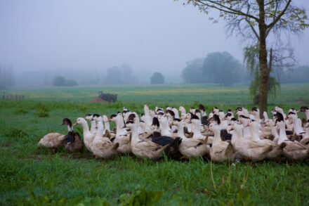 Des canards chez nos éleveurs.