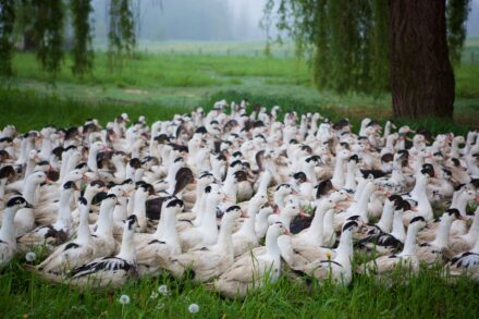 Des canards chez nos éleveurs.