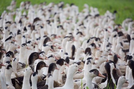 Des canards chez nos éleveurs.