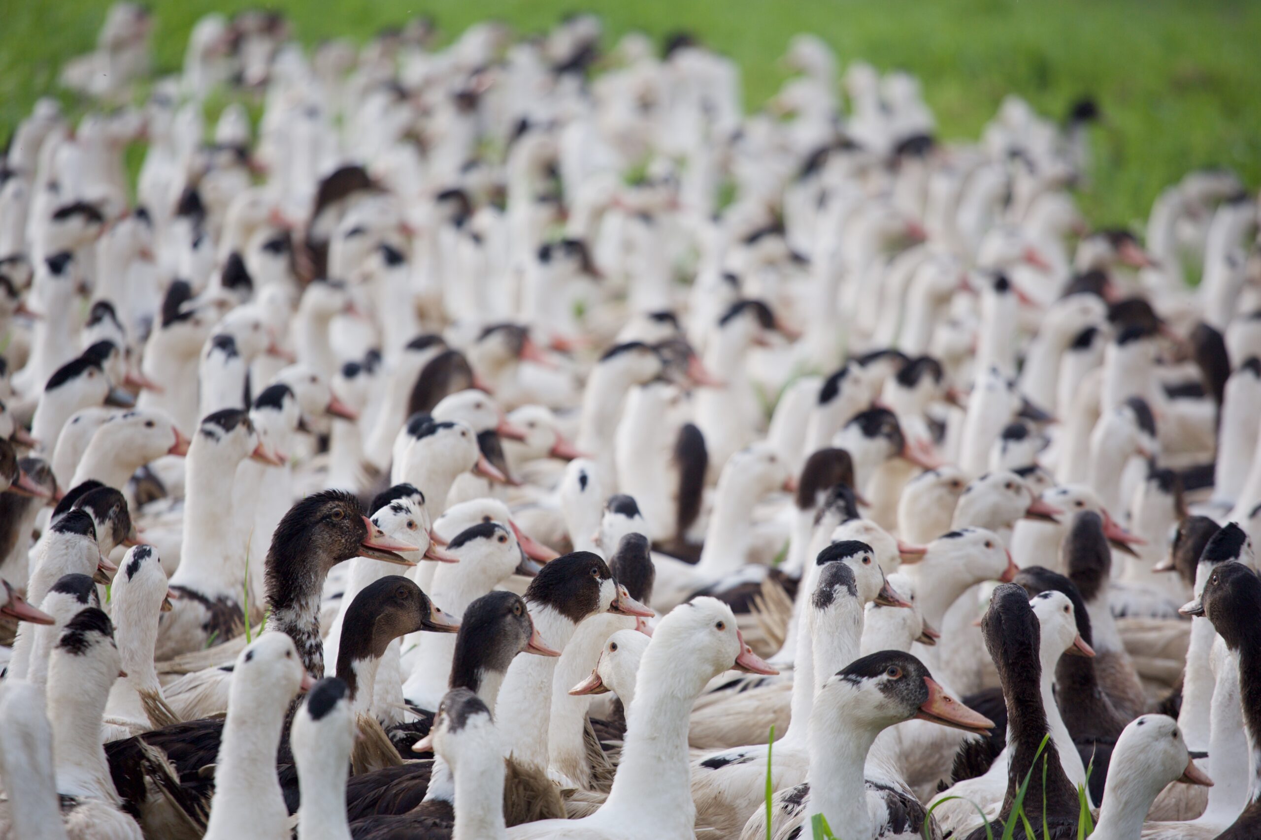 Des canards chez nos éleveurs.